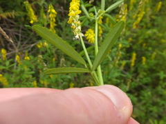 Melilotus altissimus