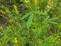 Melilotus altissimus