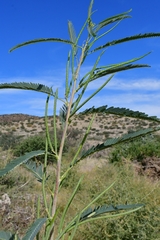 Sesbania sphaerocarpa image