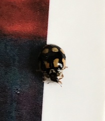 Adalia decempunctata