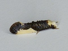 Monopis monachella