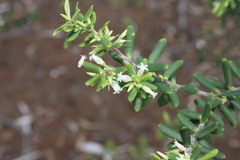 Styphelia margarodes