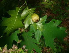Amphibolips confluenta