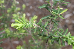 Styphelia margarodes