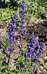 Salvia farinacea