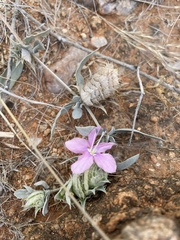 Barleria lichtensteiniana