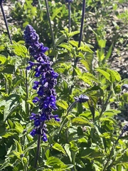 Salvia farinacea