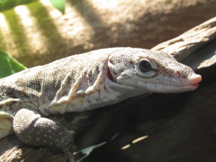 Varanus scalaris