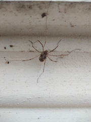Dasylobus graniferus
