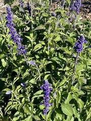 Salvia farinacea