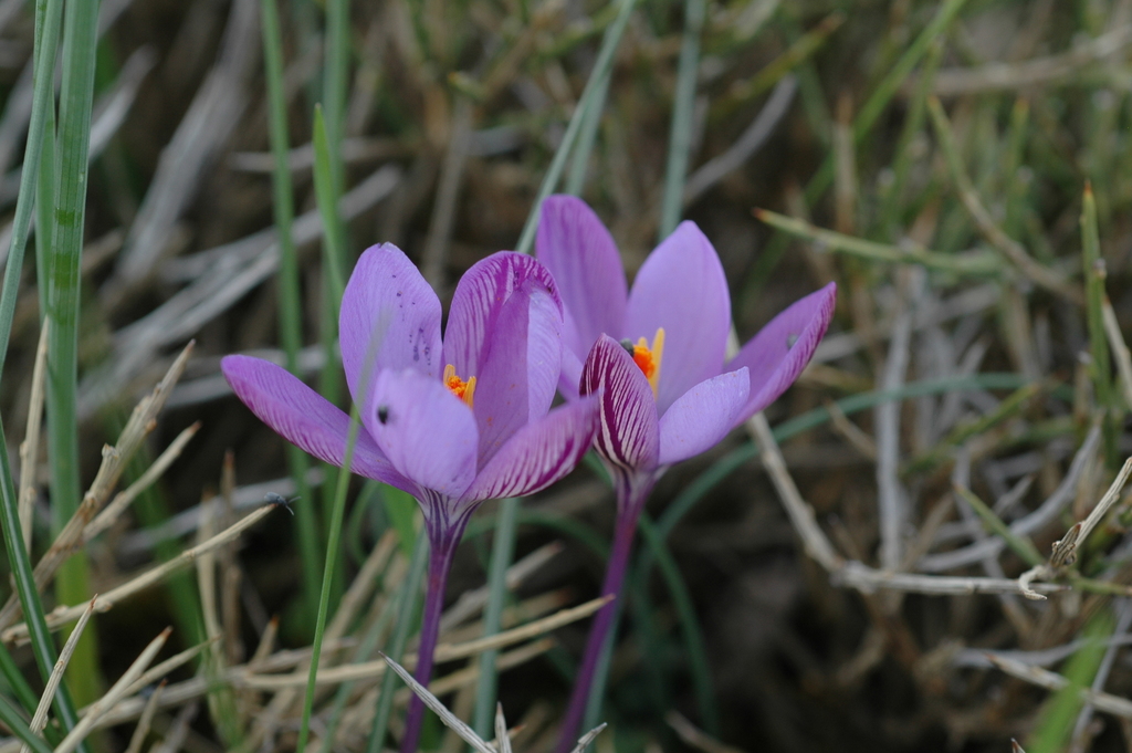 Crocus minimus