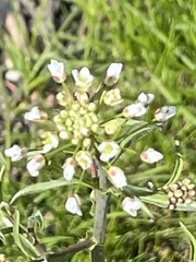 Capsella bursa-pastoris