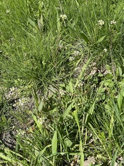 Capsella bursa-pastoris