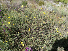 Osteospermum imbricatum