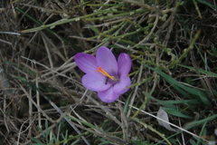 Crocus minimus