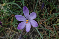 Crocus minimus