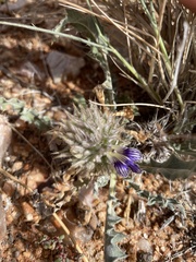 Acanthopsis hoffmannseggiana