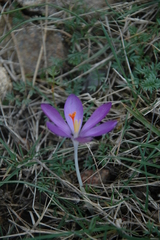 Crocus minimus