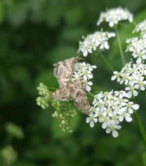 Petrophila canadensis