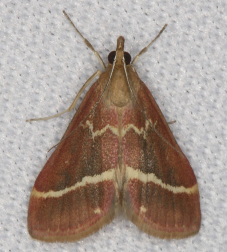 Volupial Mint Moth photo 3