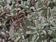 Philoliche gulosa