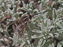 Philoliche gulosa