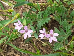 Erodium cicutarium