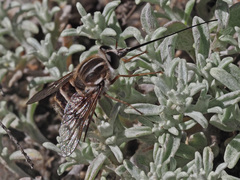 Philoliche gulosa