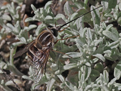 Philoliche gulosa