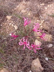 Nerine humilis