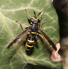 Sphiximorpha subsessilis