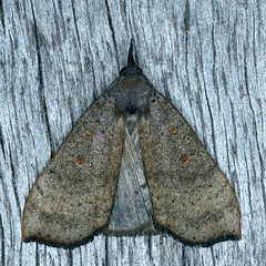 Rhapsa suscitatalis