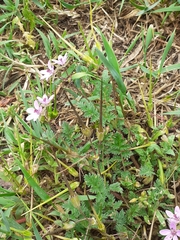 Erodium cicutarium