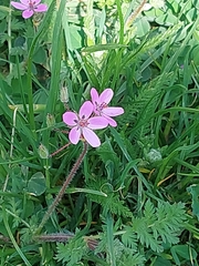Erodium cicutarium