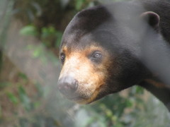 Helarctos malayanus