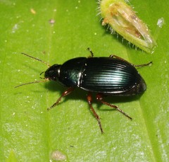 Amara saphyrea