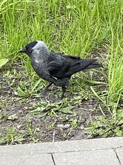 Corvus monedula