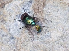 Pyrellia vivida