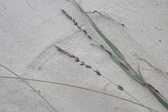 Eragrostis interrupta