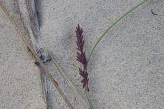 Eragrostis interrupta