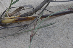 Eragrostis interrupta