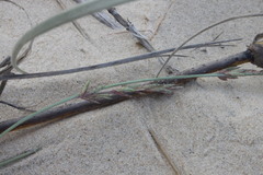 Eragrostis interrupta