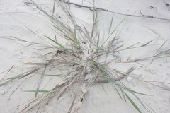 Eragrostis interrupta