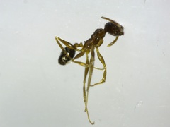 Pheidole