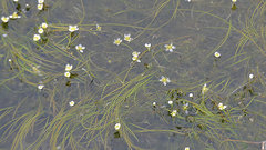 Ranunculus confervoides