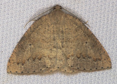 Drepanulatrix secundaria