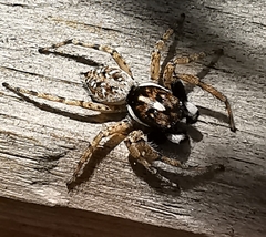 Menemerus semilimbatus