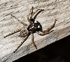 Menemerus semilimbatus