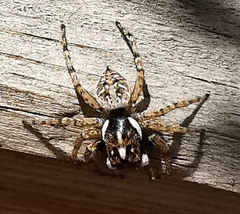 Menemerus semilimbatus