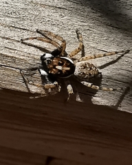 Menemerus semilimbatus